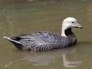Emperor Goose (WWT Slimbridge July 2013) - pic by Nigel Key